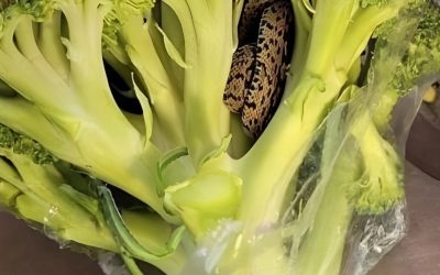 En overraskende opdagelse i en Aldi-pose broccoli: et kulinarisk eventyr, der ændrede alt….