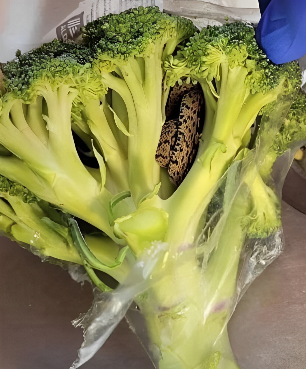 En overraskende opdagelse i en Aldi-pose broccoli: et kulinarisk eventyr, der ændrede alt….