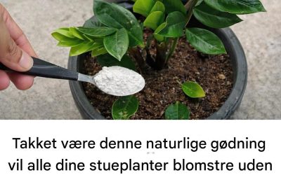Takket være denne naturlige gødning vil alle dine stueplanter blomstre let.