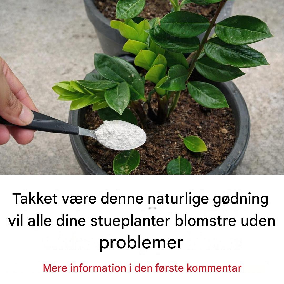 Takket være denne naturlige gødning vil alle dine stueplanter blomstre let.