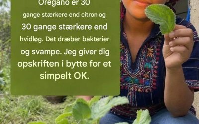 Oregano er 30 gange stærkere end citron og 30 gange stærkere end hvidløg. Det dræber bakterier og svampe. Jeg giver dig opskriften i bytte for et simpelt OK.