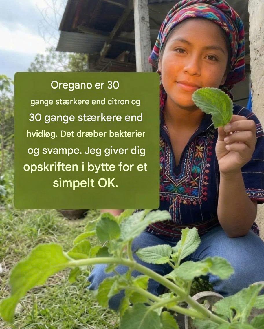 Oregano er 30 gange stærkere end citron og 30 gange stærkere end hvidløg. Det dræber bakterier og svampe. Jeg giver dig opskriften i bytte for et simpelt OK.