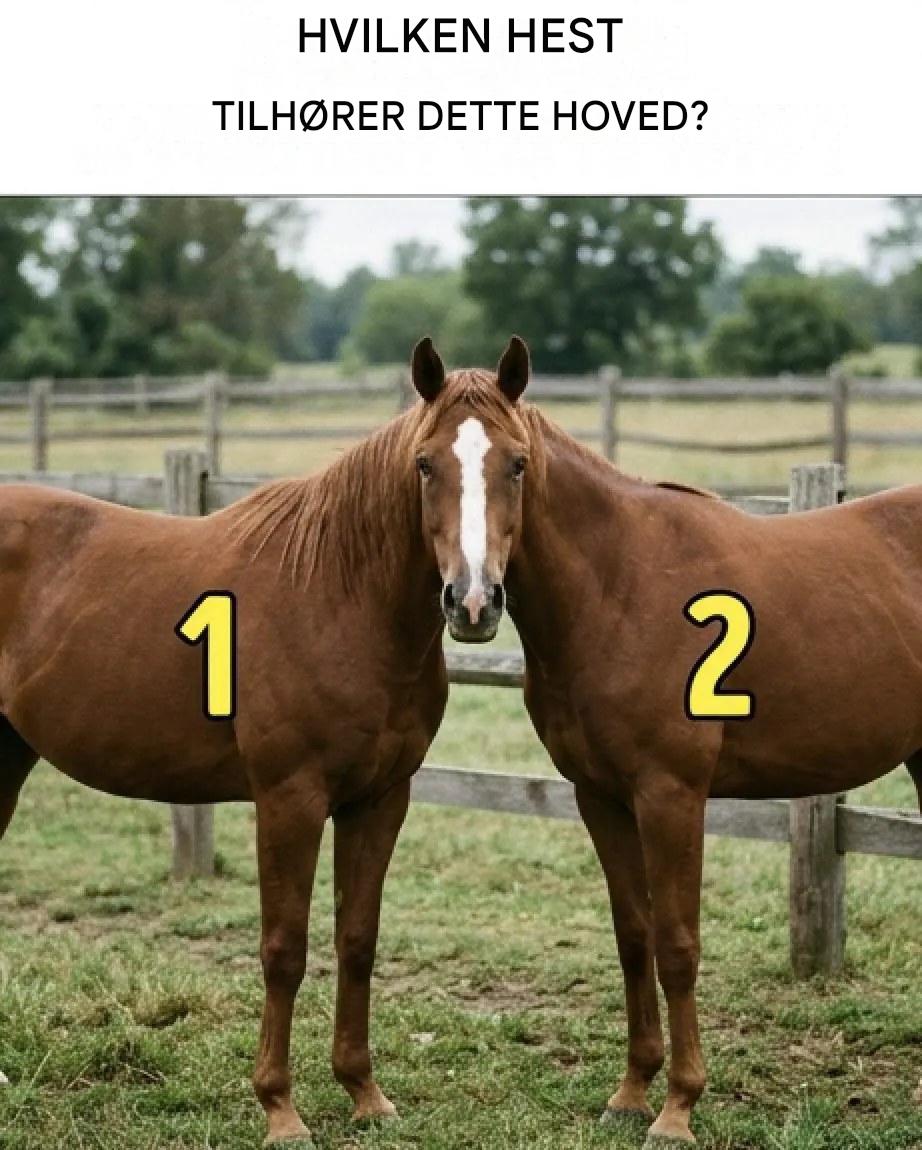 Hvem ejer hovedet på denne hest?