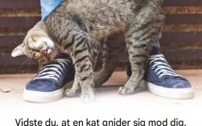 Hvorfor gnider din kat mod dig?