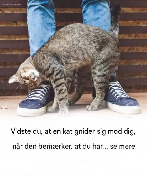 Hvorfor gnider din kat mod dig?