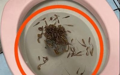 Disse ting dukker op i mit toilet efter regn. Har du nogen idé om, hvad de er?