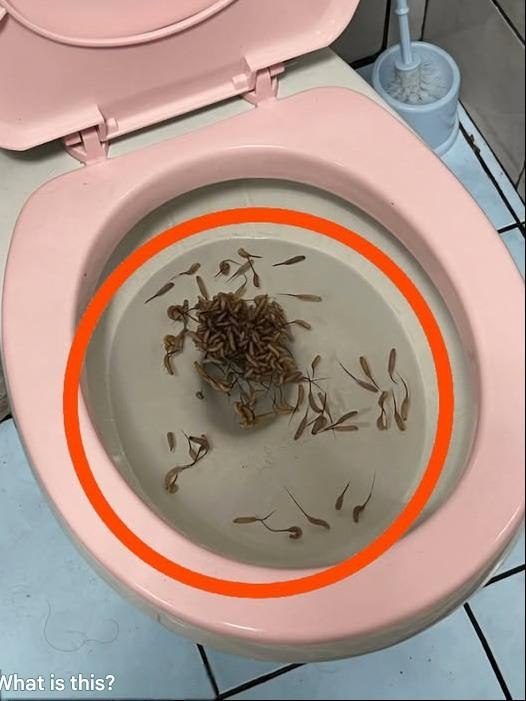 Disse ting dukker op i mit toilet efter regn. Har du nogen idé om, hvad de er?