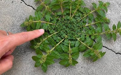 Bare ét blad fra denne plante er en guldgrube værd! 🤔🤯… Se mere