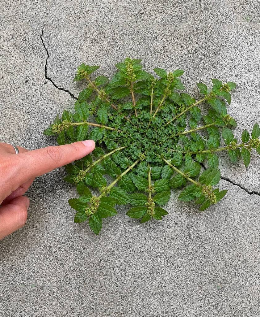 Bare ét blad fra denne plante er en guldgrube værd! 🤔🤯… Se mere