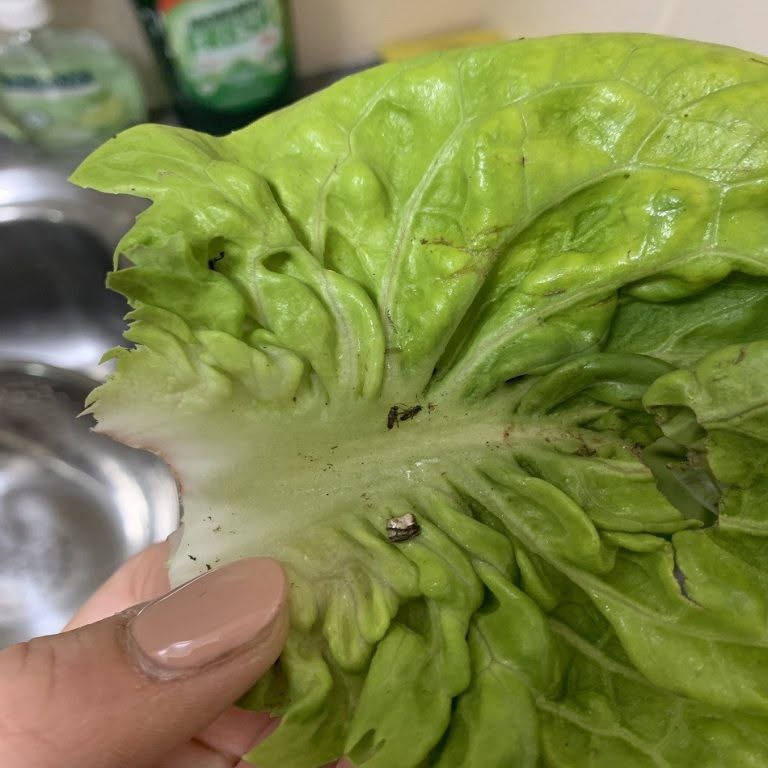 Oregano er en aromatisk plante med tusind egenskaber at opdage. Når den er tørret, kan de unge blade bruges til at forbedre marmelade, både som tilbehør og hovedret. Oregano passer især godt sammen med tomater; det er ikke tilfældigt, at den bruges til at give smag til napolitansk pizza eller tilsættes tomatsauce tilbruschetta eller pasta. Køkkenudstyr Generelt passer oregano godt til alt, fra grøntsager til kød, fisk og meget mere. Hvor oregano vokser godt, og hvordan man opbevarer den Dens egenskaber er talrige, alle nyttige og forskellige, men nogle er bestemt mere interessante end andre. I naturen når oregano 80 cm i højden, vokser især i varme områder og er let modstandsdygtig over for kulde. Oregano findes almindeligvis i middelhavsbuske og kan dyrkes indendørs. Bladene tørres derefter, danner bundter og placeres væk fra direkte sollys, men i et ventileret område. Endelig opbevares originalen i tæt lukkede glasbeholdere, og det er det. Det betyder, at du altid kan bruge den til at give smag til enhver ret uden at bekymre dig om, at den bliver fordærvet. Antiparasitiske virkninger: Sådan bruger du oreganoblade Det er bedst at så oregano i februar. Planten kan dyrkes i både potter og havejord. Der er ikke behov for usædvanlige forholdsregler; det er bare vigtigt at undgå stillestående vand, da fugt kan dræbe planten. Se mere på næste side Annonce Oregano har stærke antiparasitiske egenskaber, så du kan drysse et par blade i din vindueskarm eller i nærheden af ​​et område, hvor der findes myrer om sommeren, for at holde dem væk Køkkenudstyr Oreganos forskellige egenskaber Samlet set er den rig på C-vitamin, styrker immunforsvaret og bekæmper frie radikaler. Den har stærke antioxidante og antiinflammatoriske egenskaber, der hjælper med at opretholde et ungdommeligt udseende i lang tid. Den er også rig på mineralsalte, calcium, magnesium og jern. Den neutraliserer alle betændelser, selv de mest alvorlige, forbedrer blodcirkulationen og bruges endda i drænmassage eller til svækket hår, som styrkes og øjeblikkeligt bliver smukt og skinnende. Tag et oreganoblad og brænd det på et komfur eller gaskomfur. Hold det over flammen i et par sekunder, og pas på ikke at brænde dine fingre, og så snart du bemærker, at det begynder at skifte farve, skal du holde et stykke folie tæt på dit øre. Dette vil begynde at miste den væske, det indeholder, hvilket kan beskrives som mirakuløst. Inden for få øjeblikke vil væsken fra oreganobladene få ubehaget til at forsvinde, og det vil ikke blive andet end et dårligt minde. Der vil sandsynligvis være noget mirakuløst væske tilbage inde i arket, så det er en god idé at bruge resten direkte på ydersiden af ​​øret og gemme det, der er tilbage. På denne måde vil du være i stand til fuldt ud at udnytte oreganobladenes antiinflammatoriske egenskaber, samtidig med at du nyder alle dens unikke egenskaber. Et sted i verden findes der dem, der undgår at bruge medicin og behandler enhver lidelse med naturens gaver.