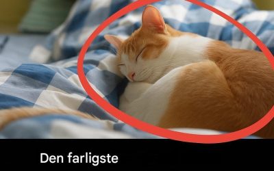 Vidste du, at det er den mest alvorlige sygdom, man kan få ved at sove med katte?