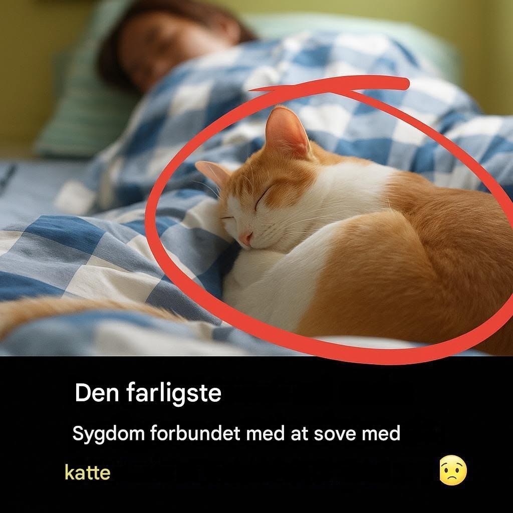 Vidste du, at det er den mest alvorlige sygdom, man kan få ved at sove med katte?