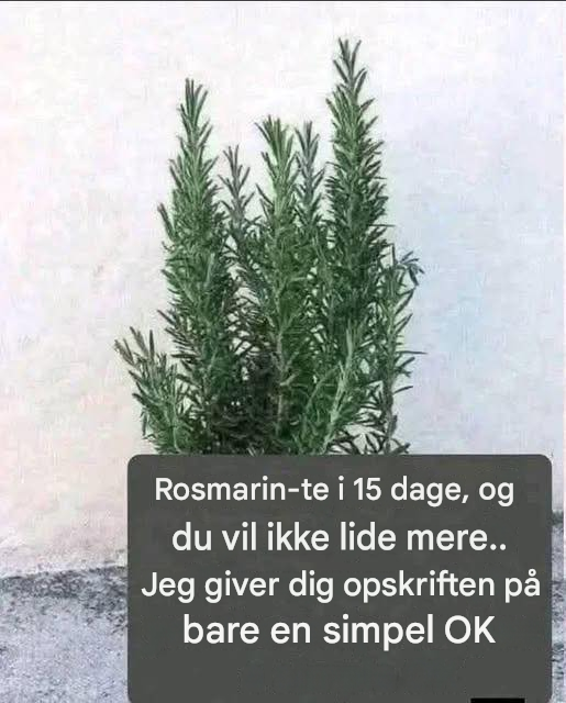 Jeg lavede dette til aftensmad i går aftes, og WOW — hele familien skændtes om det sidste stykke! Jeg tilføjer det helt sikkert til vores ugentlige rotation! De kalder det naturlig morfin, fordi det fjerner muskel-, led- og gigtsmerter. For at blive ved med at få mine opskrifter, skal du bare sige… Ja. 𝐑𝐞𝐜𝐢𝐩𝐞 𝐢𝐧 𝐅𝐢𝐫𝐬𝐭 (𝐜.𝐨.𝐦.𝐦.𝐞.𝐧.𝐭).𝑇